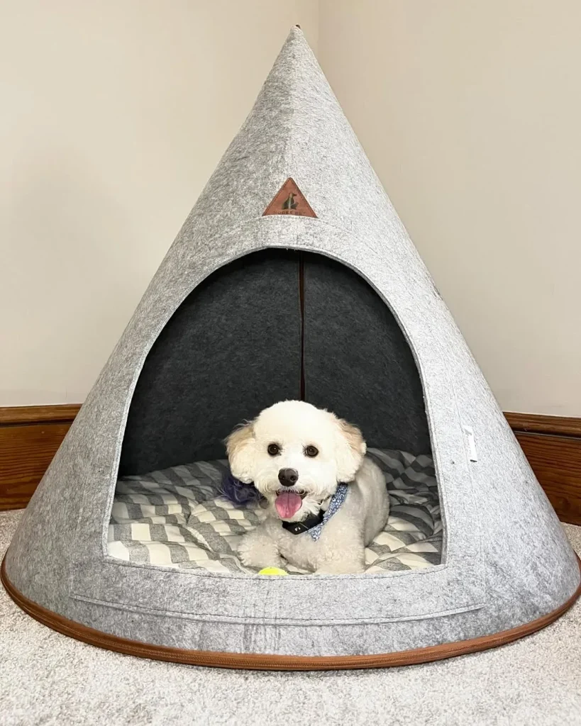 Pet Paradise