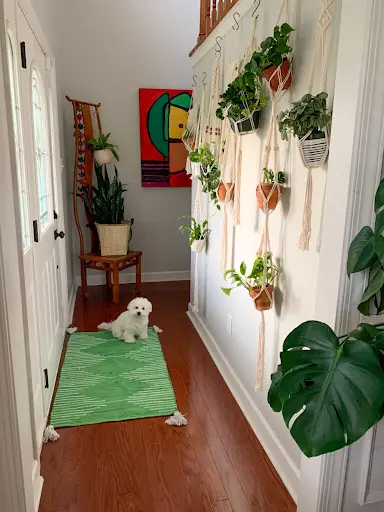 Wall-Mounted Plants (Low-Light Friendly)